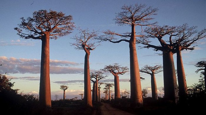 Pohon Baobab Mati, Ilmuwan Tegaskan Bumi Keadaan Genting